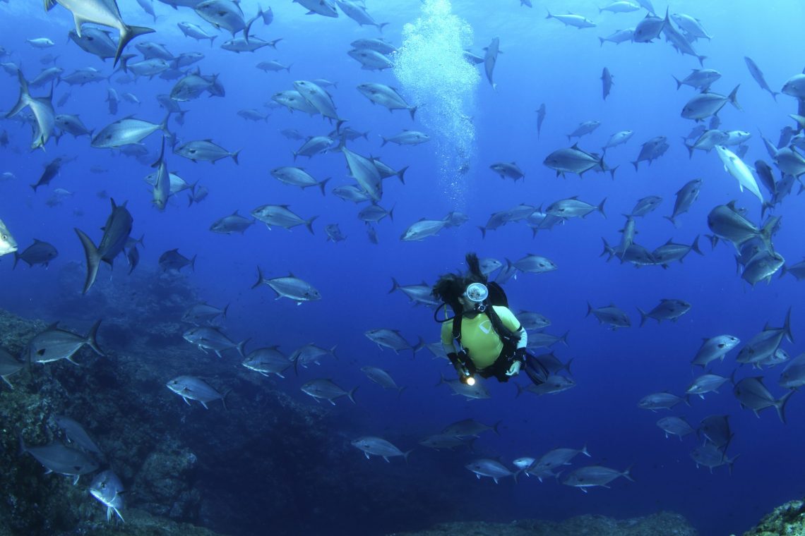 Diving in the Azores