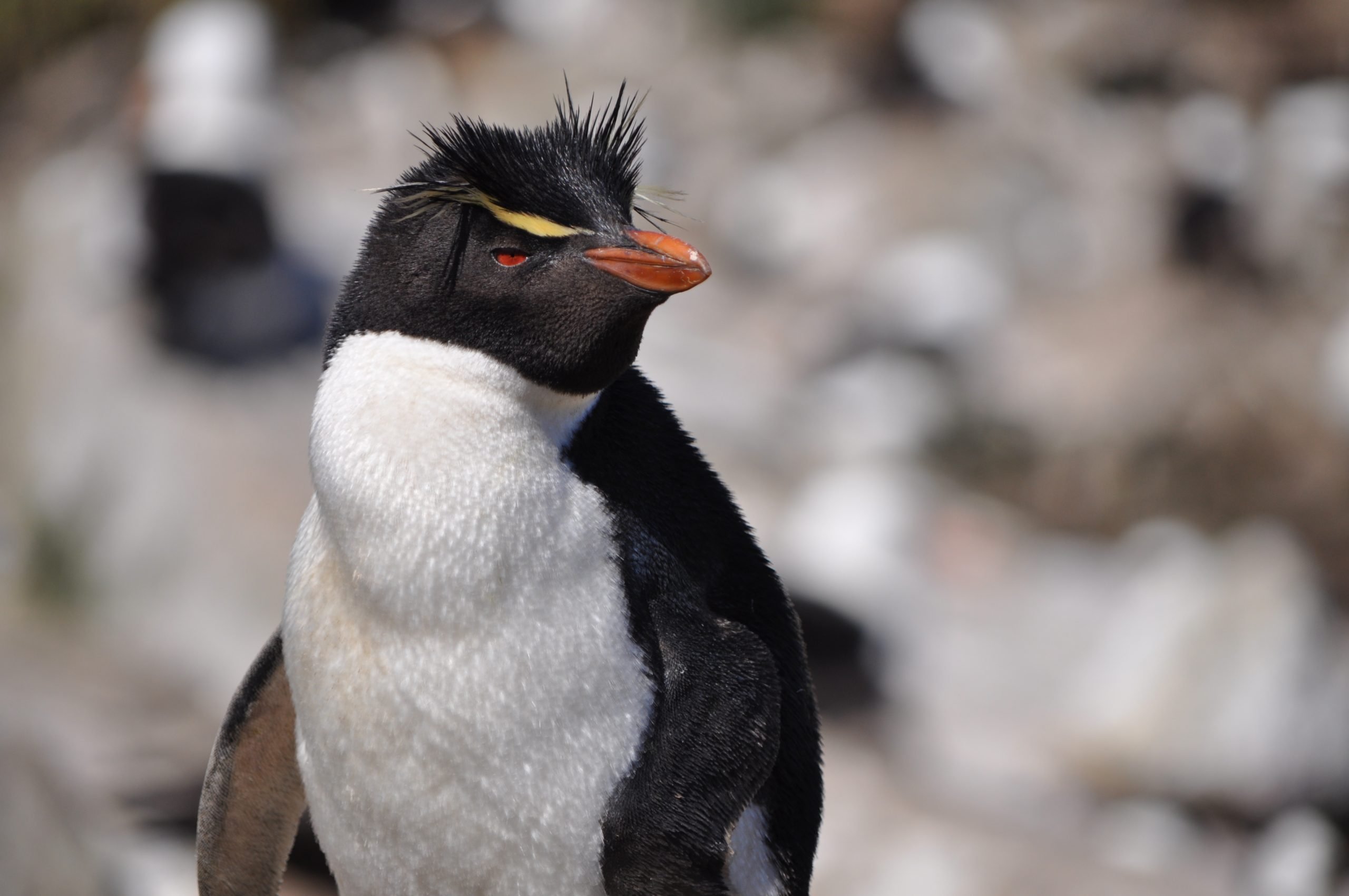 Rockhopper penguin Falklands