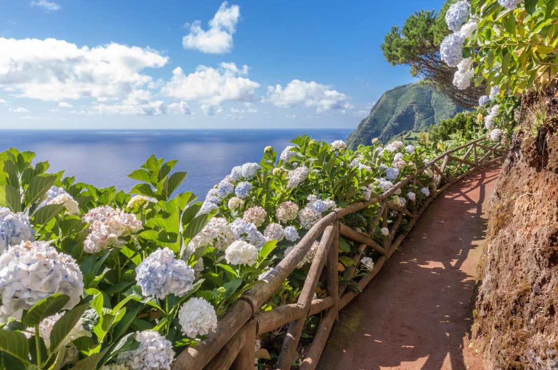 Hydrangeas the Azores hiking trails