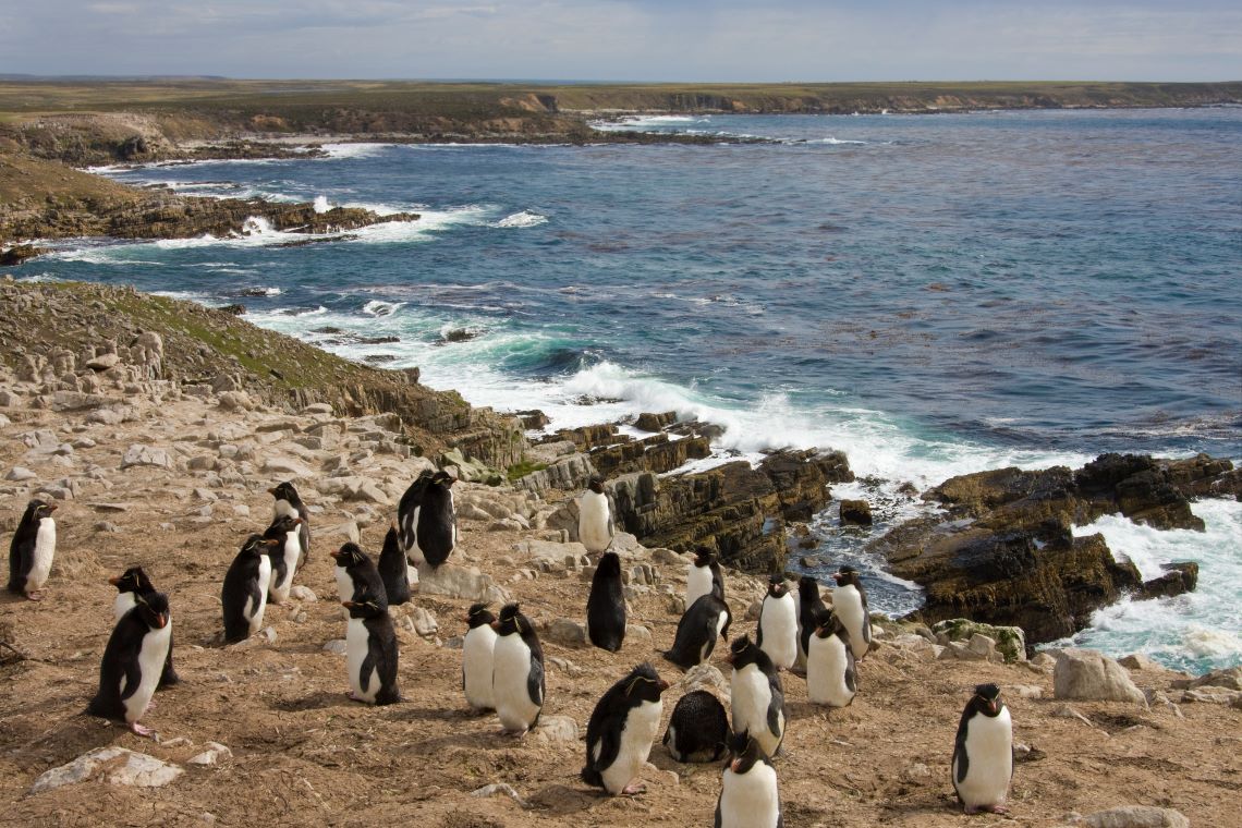 Falklands-Sandbar-Island-Rockhopper-penguins