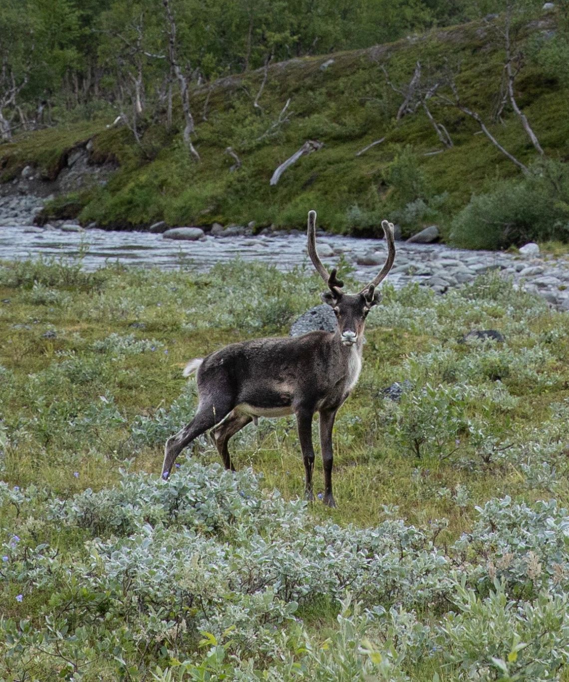 Scandinavia-reindeer