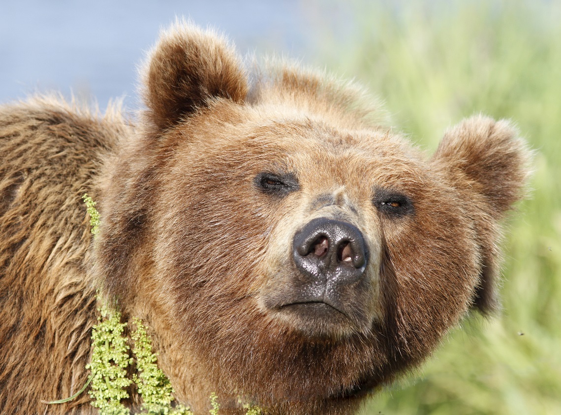 Female brown bear, Kuril Lake