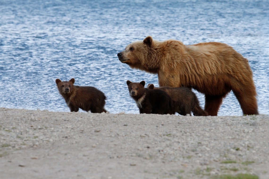 Mother and cubs on the shores of Kuril Lake