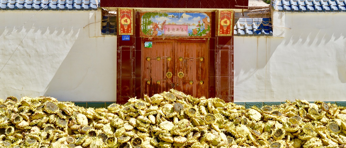 Sunflower Husks