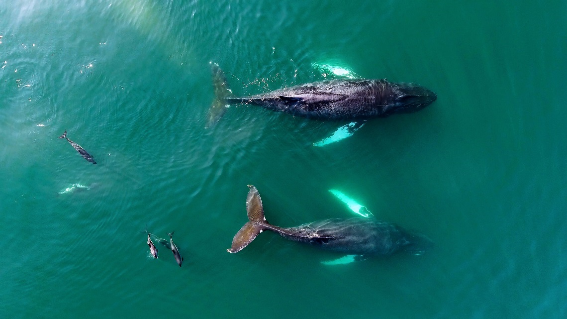 whale and dolphin Bay of Fundy