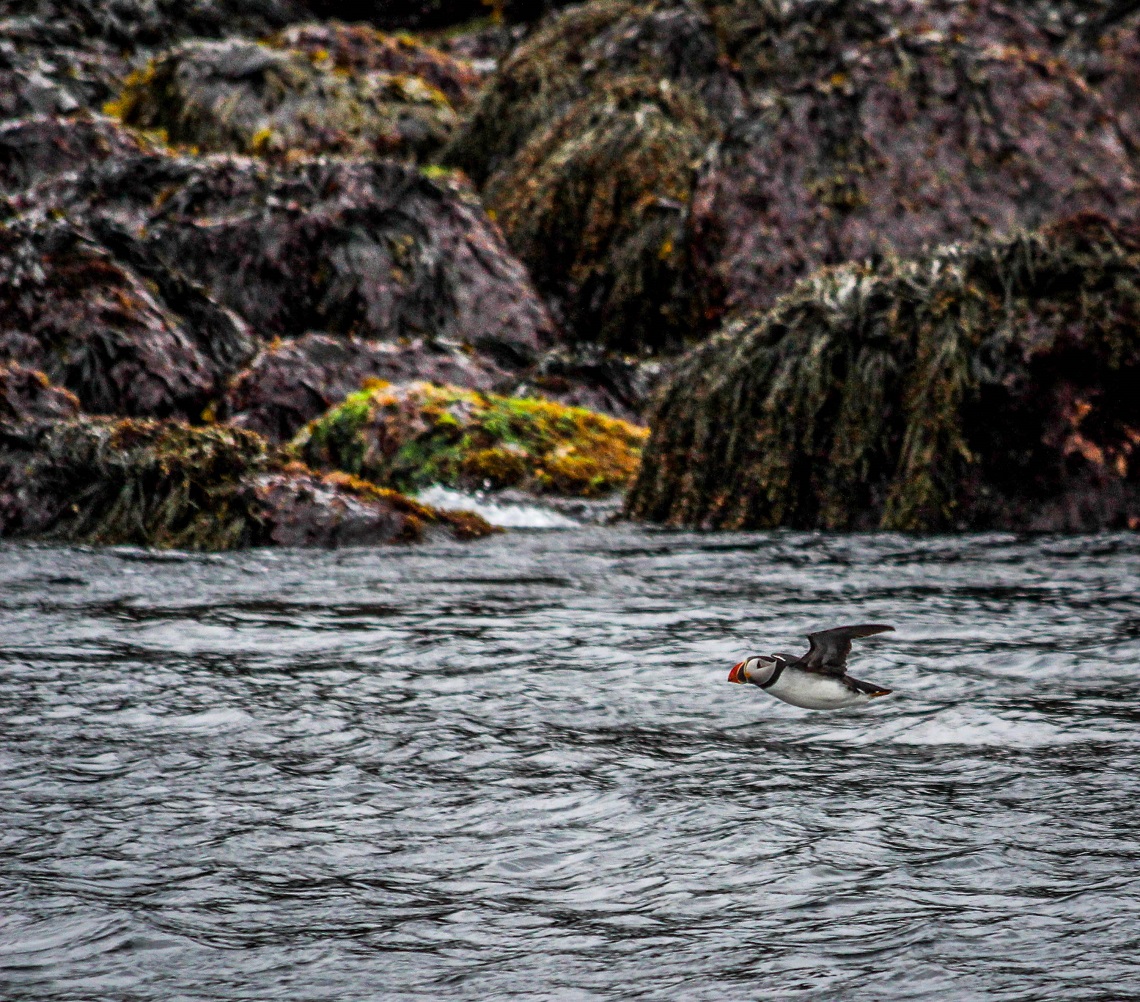 A puffin heading out to sea