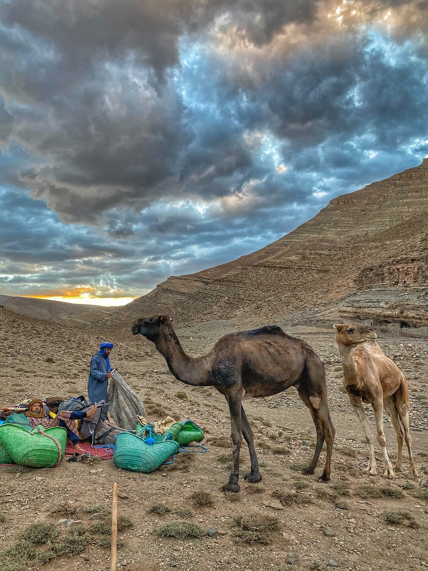 Couching the camels for a rest stop