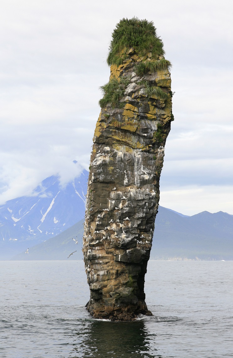 Kittiwakes nesting on a sea stack