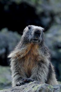 Marmots