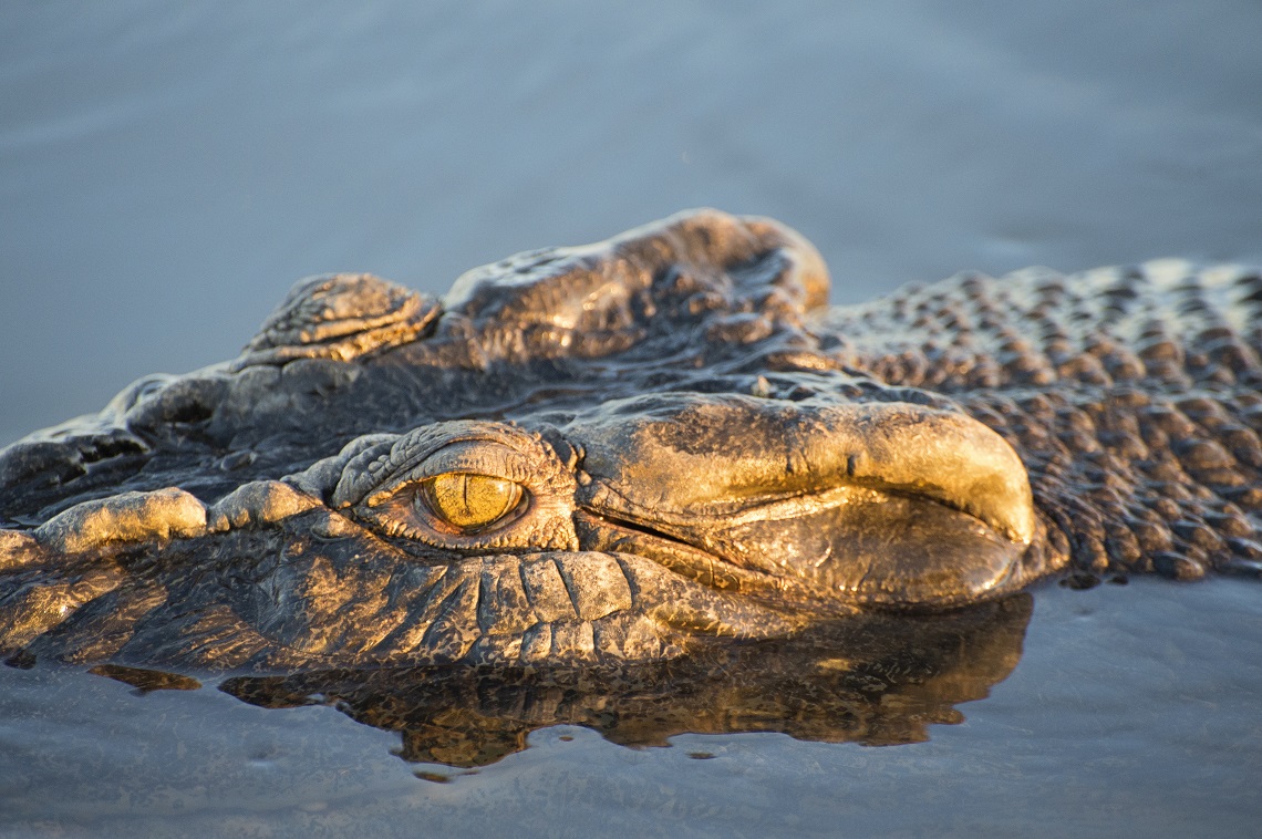 Saltwater-Crocodile-credit-Tourism-NT_Shaana-McNaught