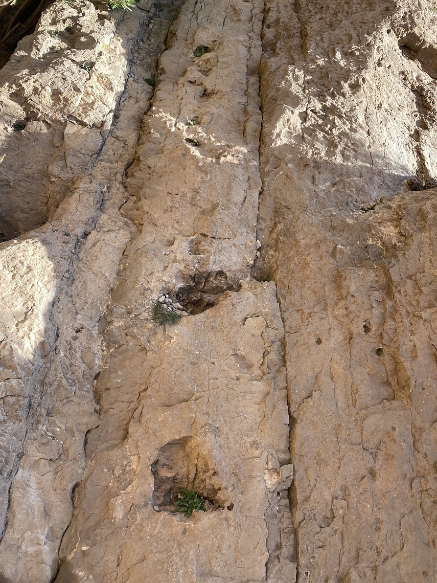 Sauropod footprints in the mud