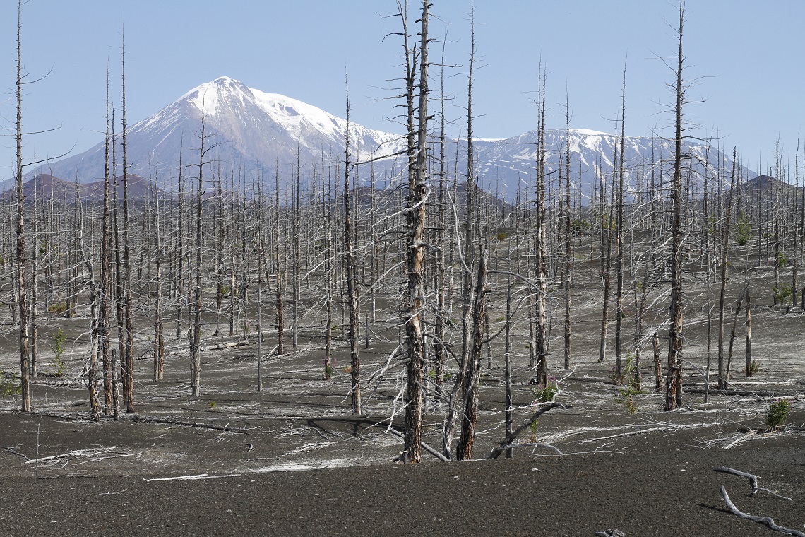 The Dead Forest