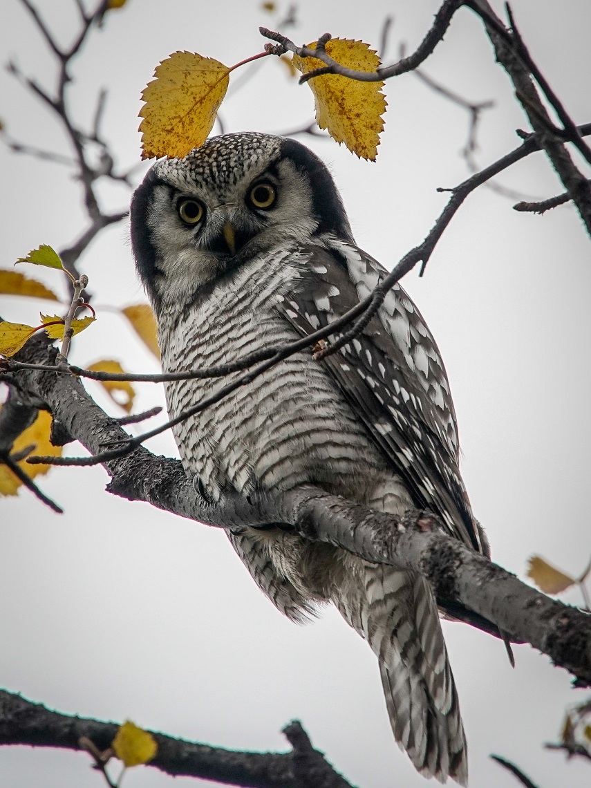 A bold little owl provides welcome company