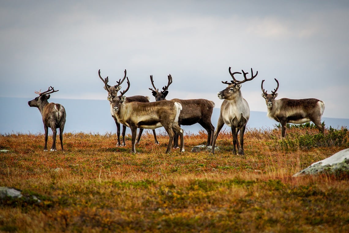 A daily encounter of reindeer