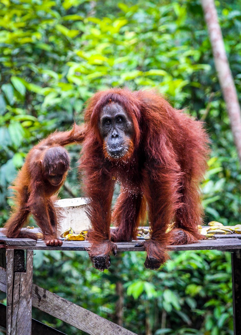 A mother and infant enjoy some bananas