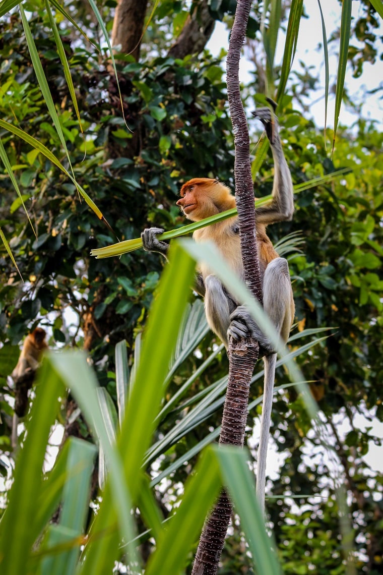 The distinctive proboscis monkey or Nasalis larvatus