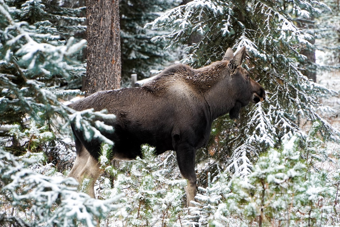 Canadian moose in Maligne Lake