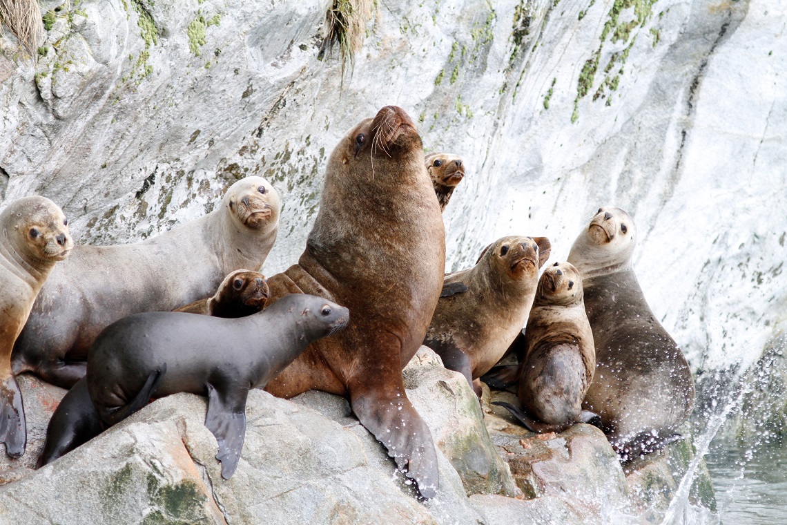 A roaring bull at the centre of a group of sea lions