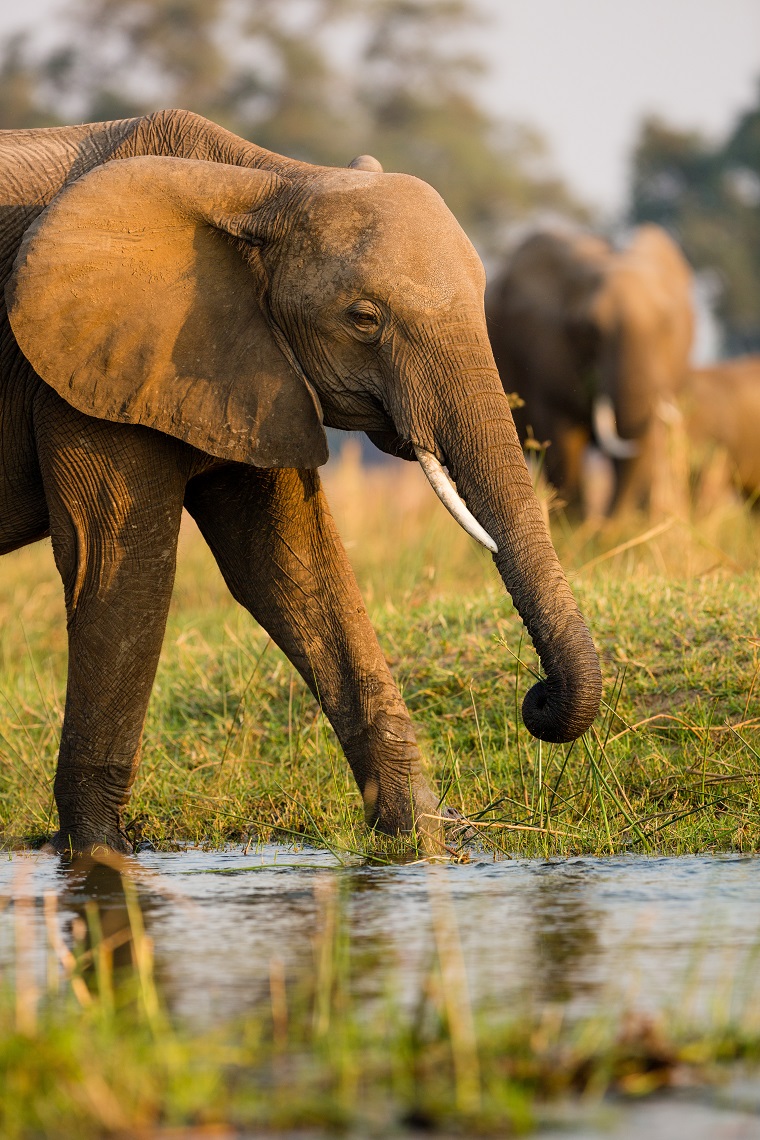 An African elephant on the banks of the Lower Zambezi