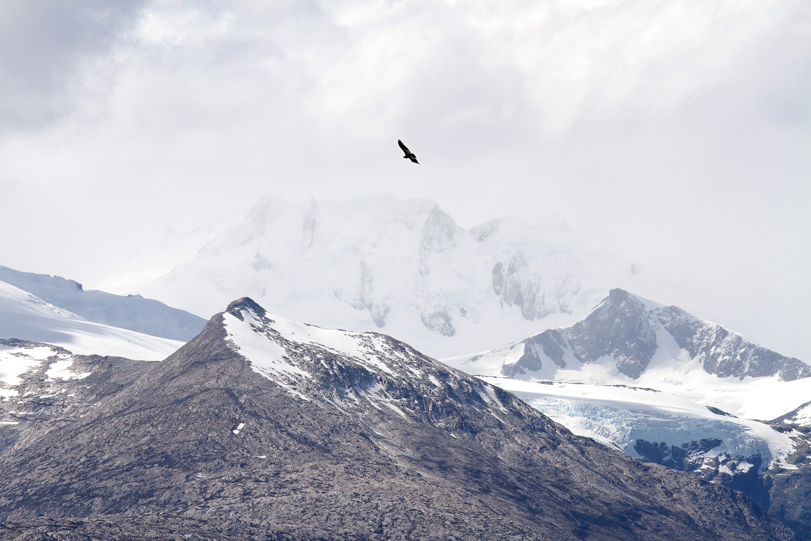 Condors circling overhead