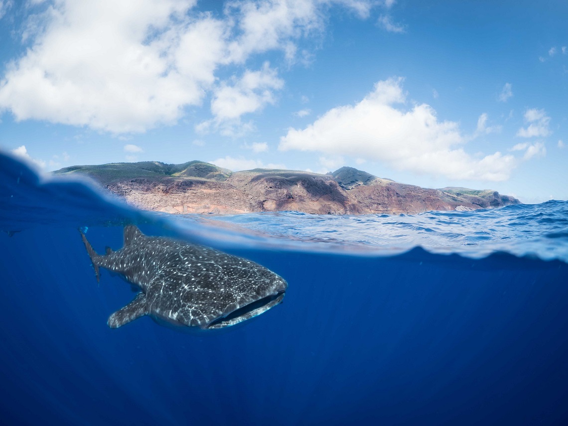 Swimming with Whale Sharks