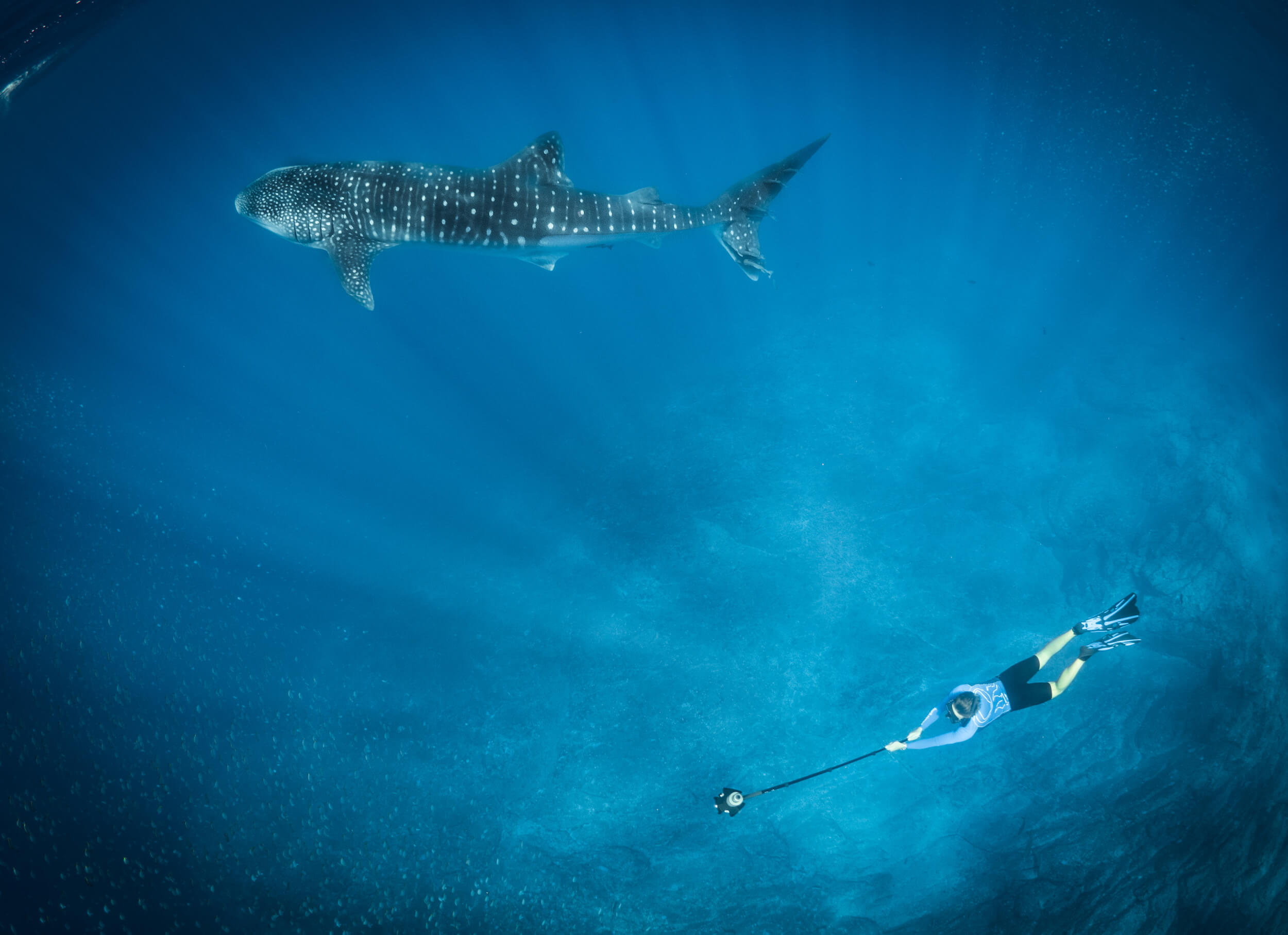 underwater giants