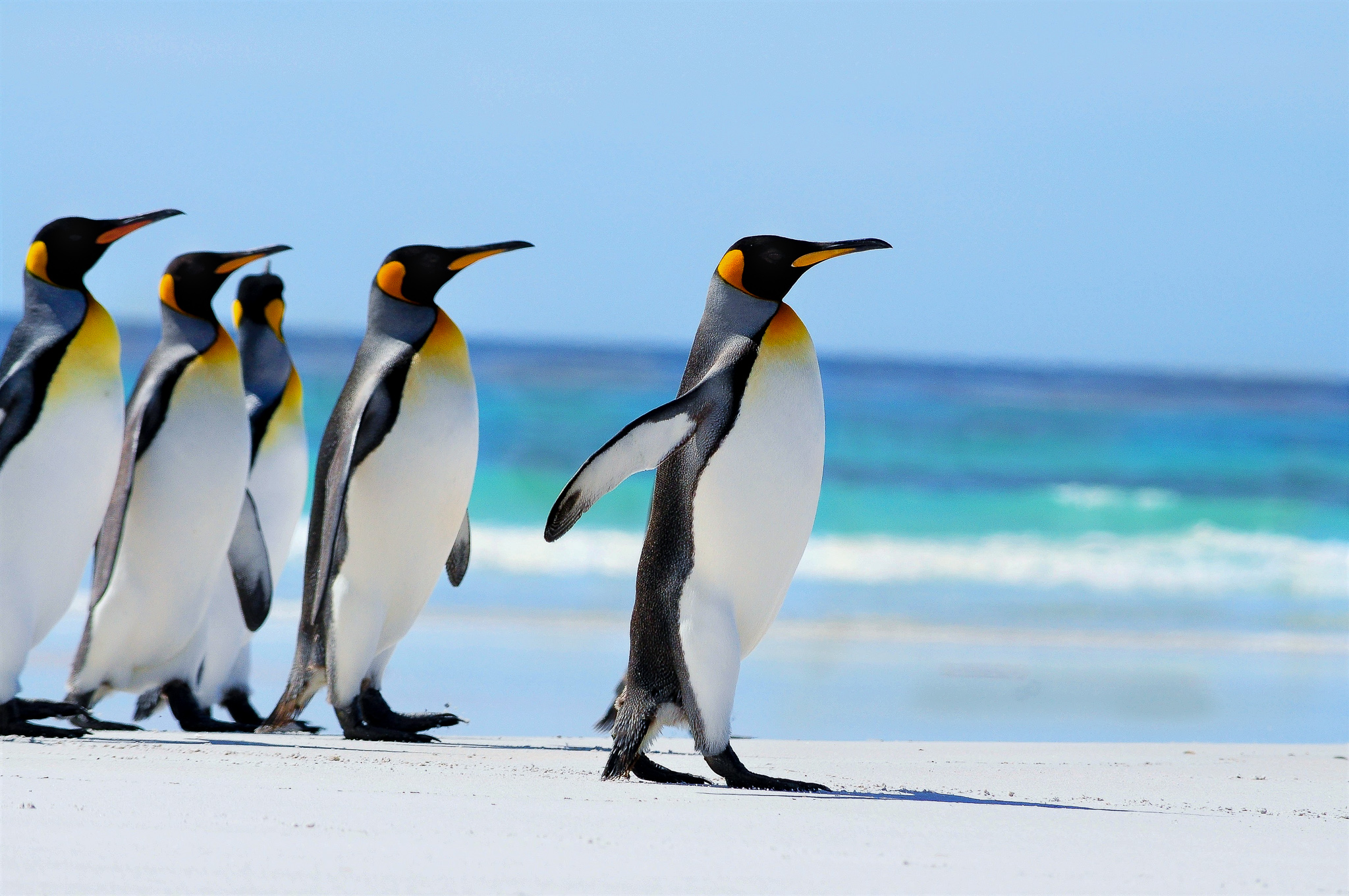 Falklands Penguins