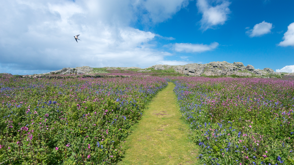 Skomer UK Hike