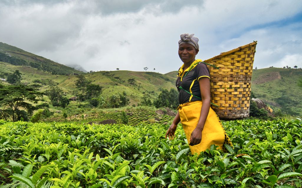 Woman working in a tea plantation