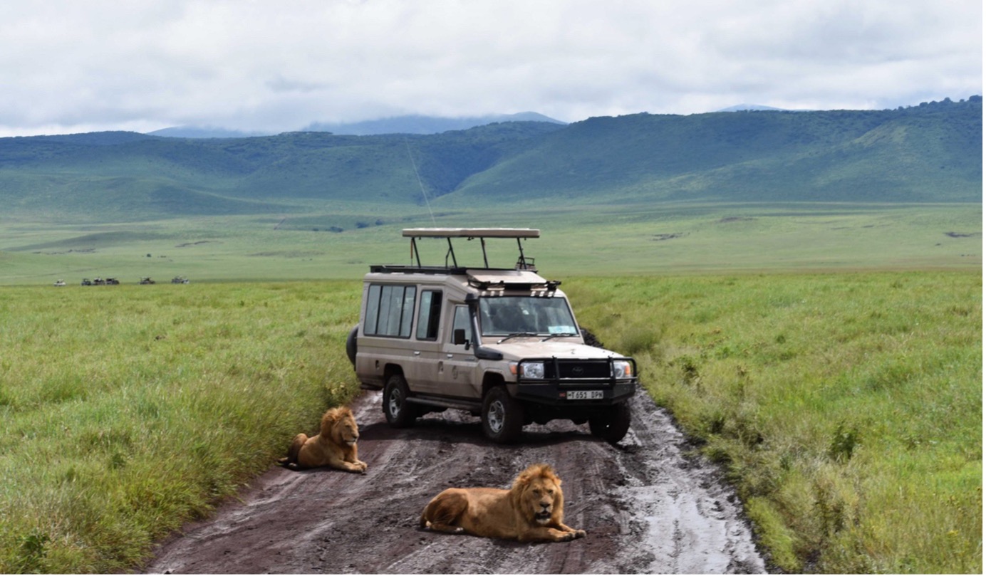 Sali Safari van with lions