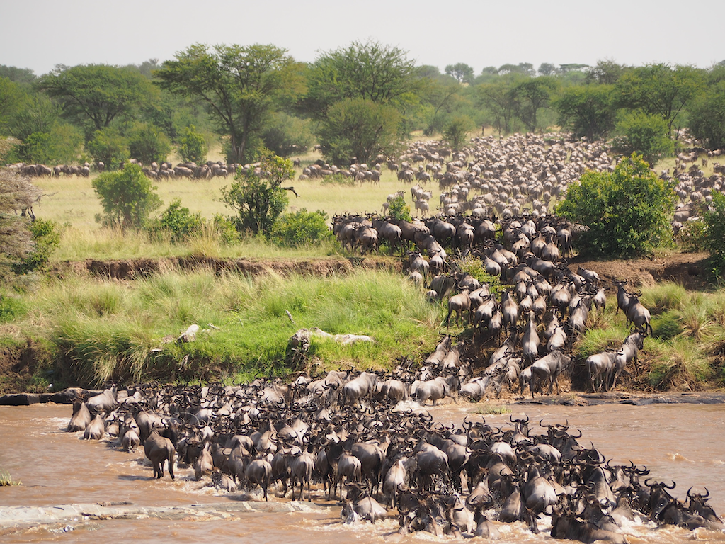 Great Migration, Tanzania