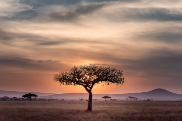 Tanzanian tree