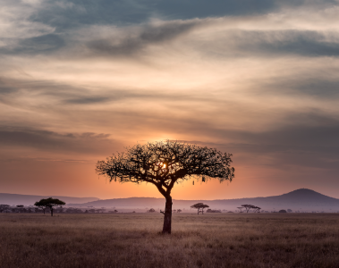 Tanzanian tree