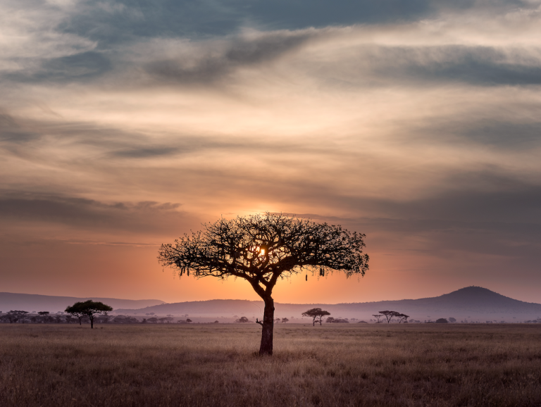 Tanzanian tree