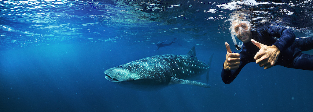 Whale Shark