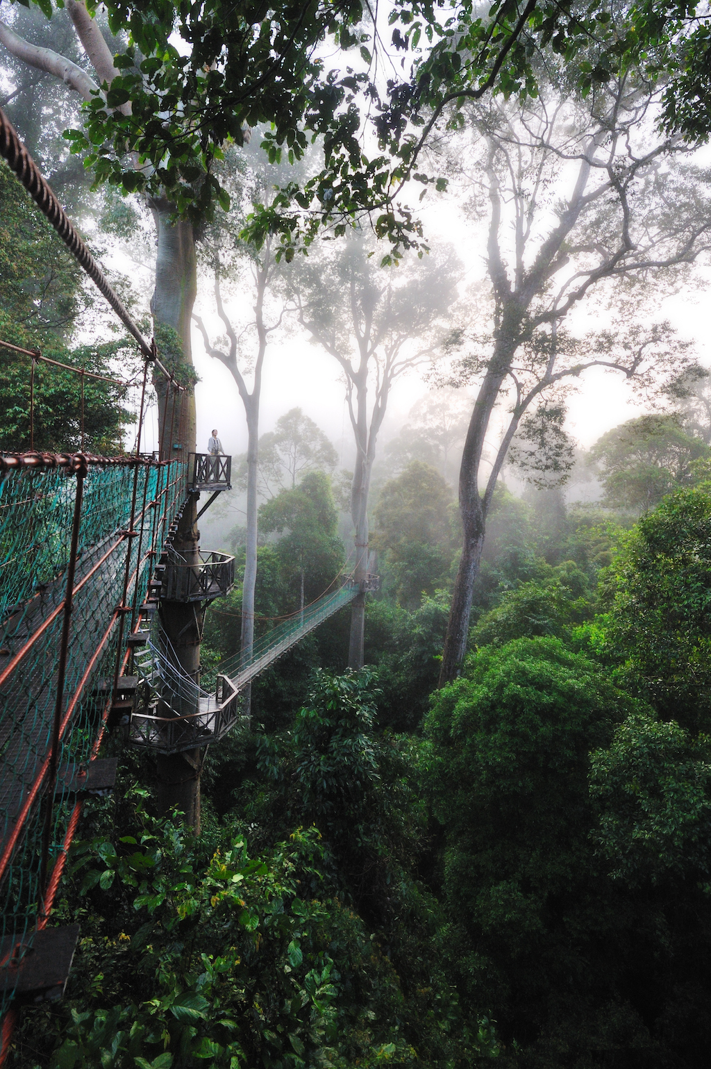 Canopy Walkway