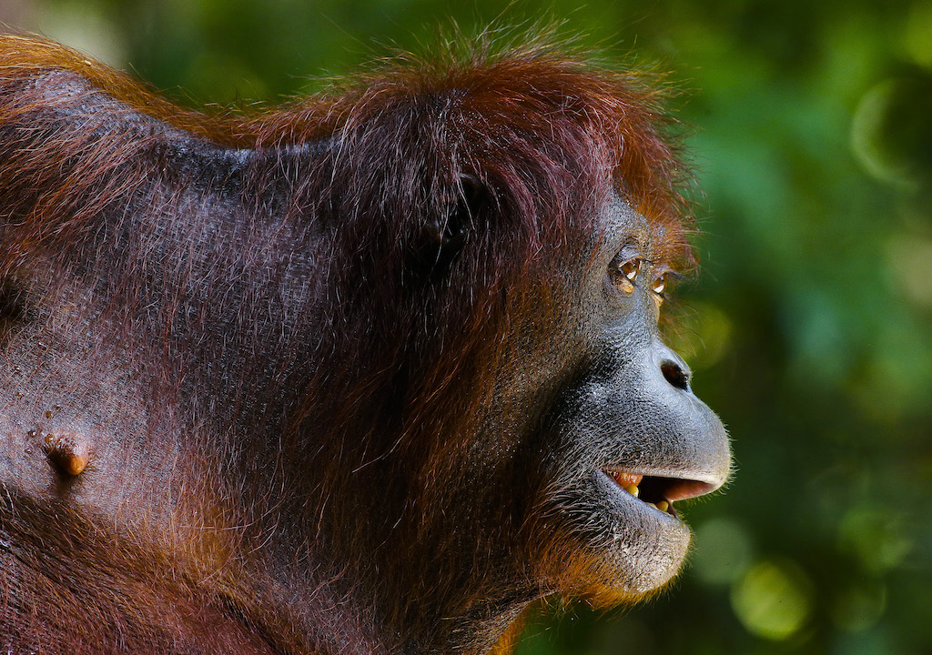 Orangutan