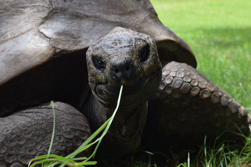 Jonathon the Tortoise