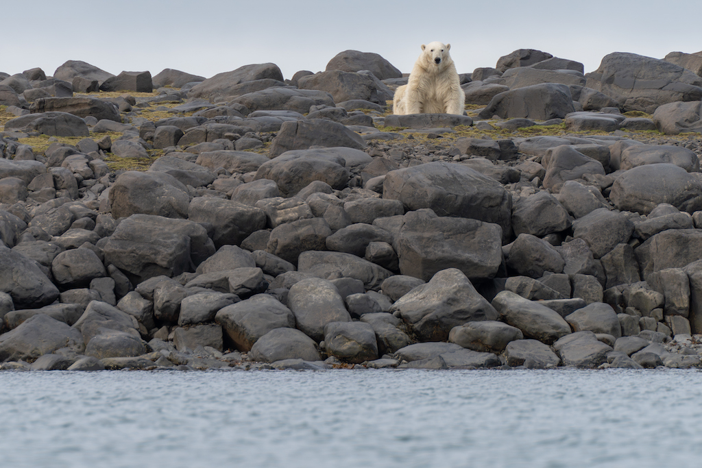 Polar bear on Svalbard