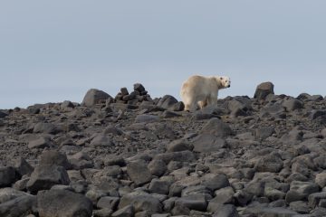 Polar Bear on Svalbard