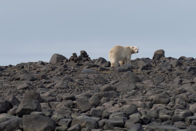 Polar Bear on Svalbard