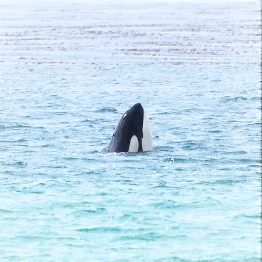 Whale on the Falkland Islands