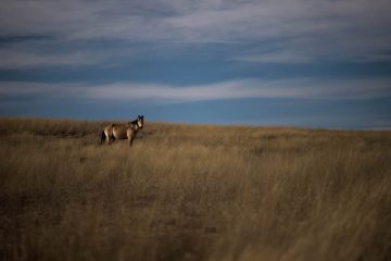 Horse in Georgia