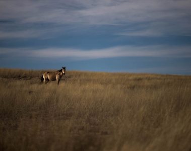 Horse in Georgia